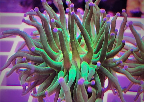 Large Polyp Stony Corals