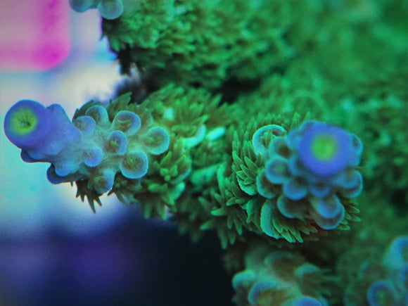 Small Polyp Stony Corals