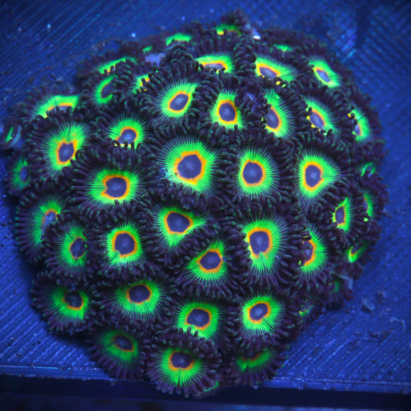 Bob Marley Zoanthid