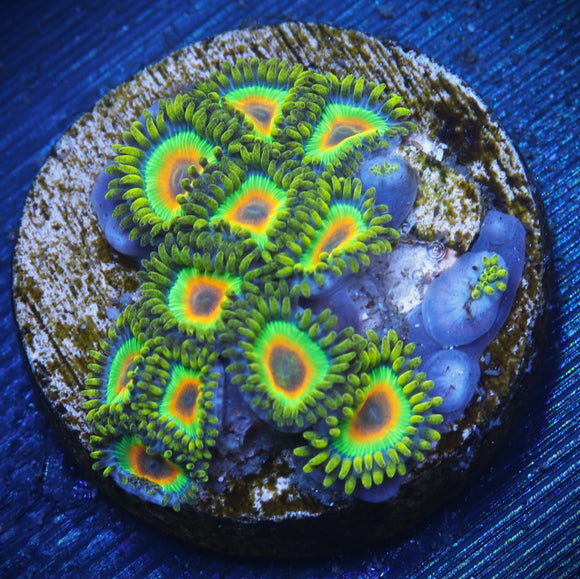 Rasta Zoanthid