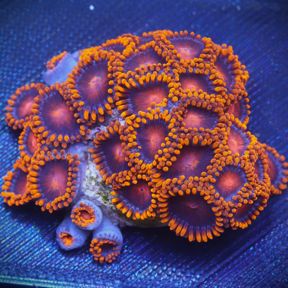 Bam Bam Zoanthid