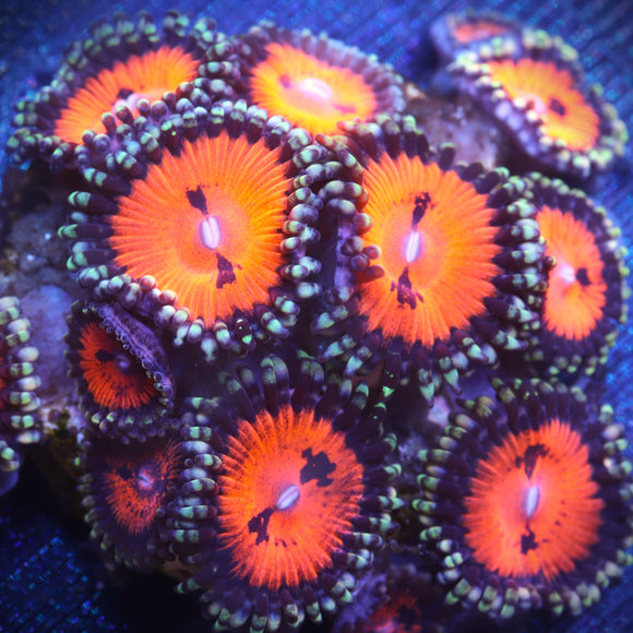 Bow Tie Blasters Zoanthid