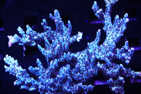 Battle Corals Blue Ghost