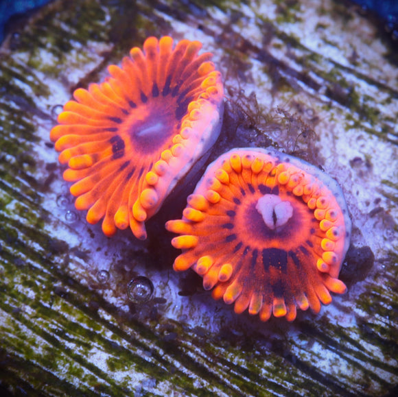 Burning Embers Zoanthid