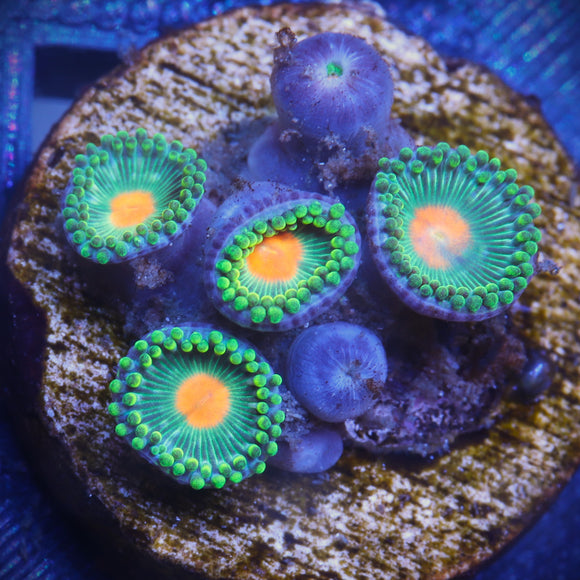 Green Bay Packers Zoanthid