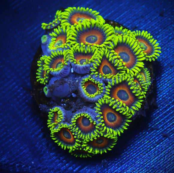 Lazy's Lashes Zoanthids