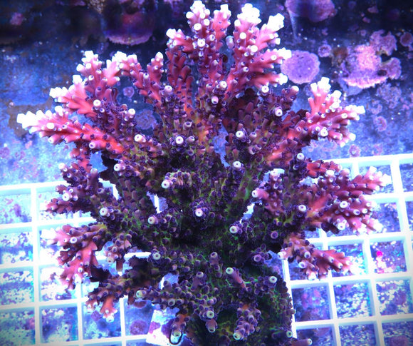 Reef Raft Pink Cadillac