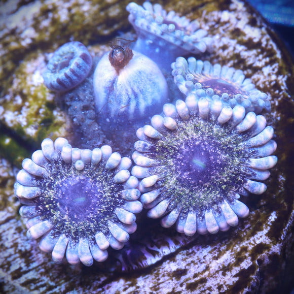 Solar Circus Zoanthid