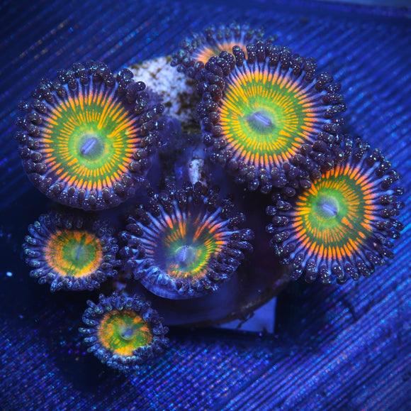 Sunny D's Zoanthid