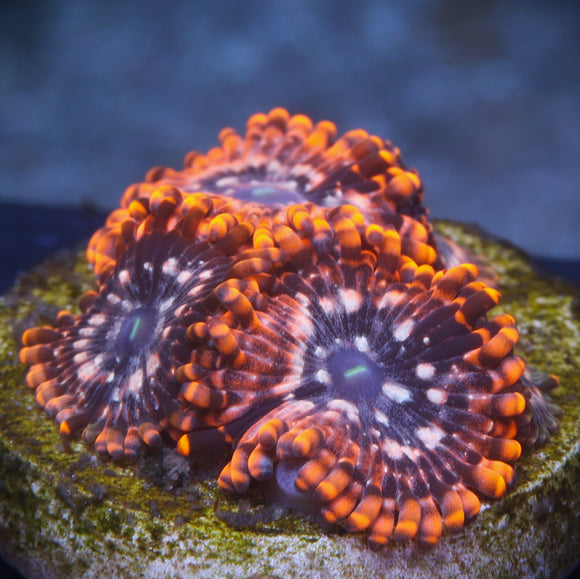 Utter Chaos Zoanthid