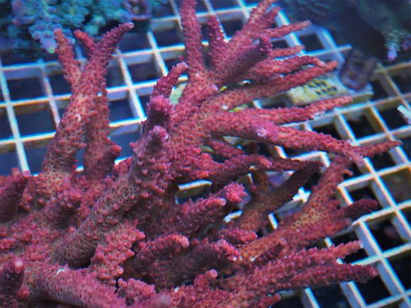 Pro Corals Rainbow